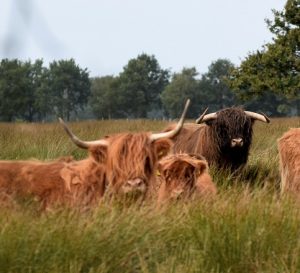 De natuur opzoeken in Friesland en Drenthe